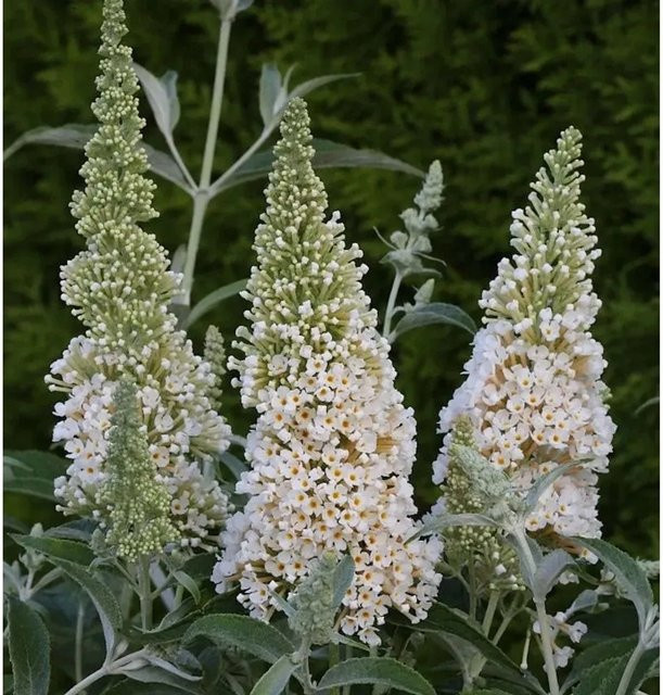Buddleja Schmetterlingsstrauch Ivory in Weiß, Höhe: 30-40 cm - Bild 1
