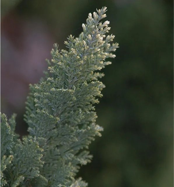 Scheinzypresse Snow White Chamaecyparis awsoniana in Grün und Weiß, Höhe: 20-30 cm - Bild 1