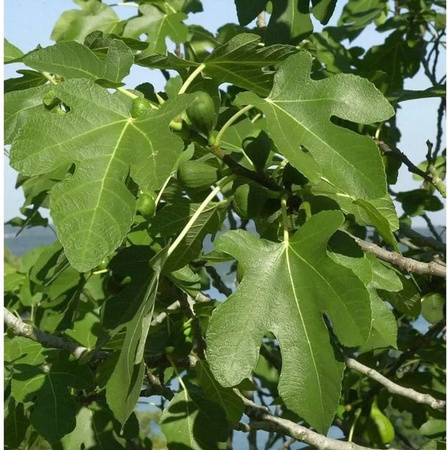 Feigenbaum Bornholms Diamant Ficus carica von Nr-01.de in Grün, Höhe: 40-60 cm