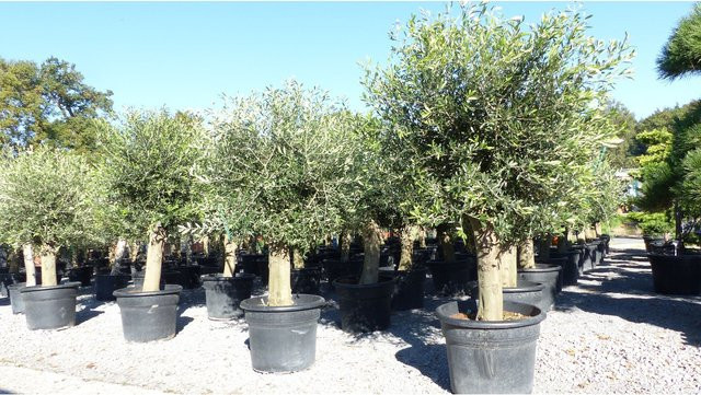 Winterharter XXL Olivenbaum Olea Europaea Premiumqualität mit extra dickem Stamm - Bild 1