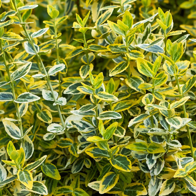 Kriechspindel Euonymus Emerald n Gold als Bodendecker und Zierstrauch, Gelb-Bunt und Weiß, Mein schöner Garten Shop - Bild 1