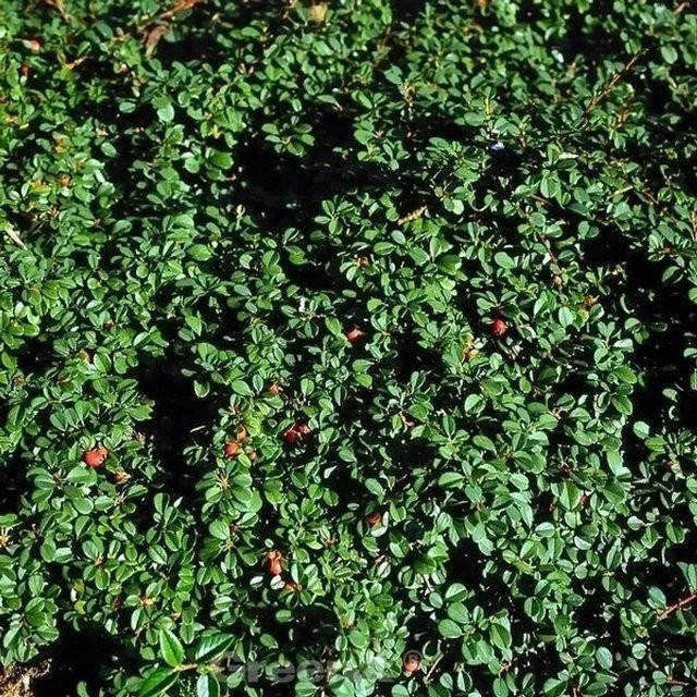 Cotoneaster dammeri Zwergmispel Bodendecker als Gartenstrauch in Grün, Weiß und Rot, Höhe: 30-40 cm - Bild 1