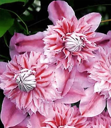 Clematis Josephine Clematisvarietät von Evijohill