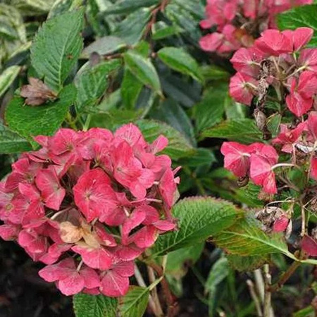 Arborix Hortensie Alpenglühen Hydrangea macrophylla mit kugelförmigen Blüten in Rot und Pink im Container