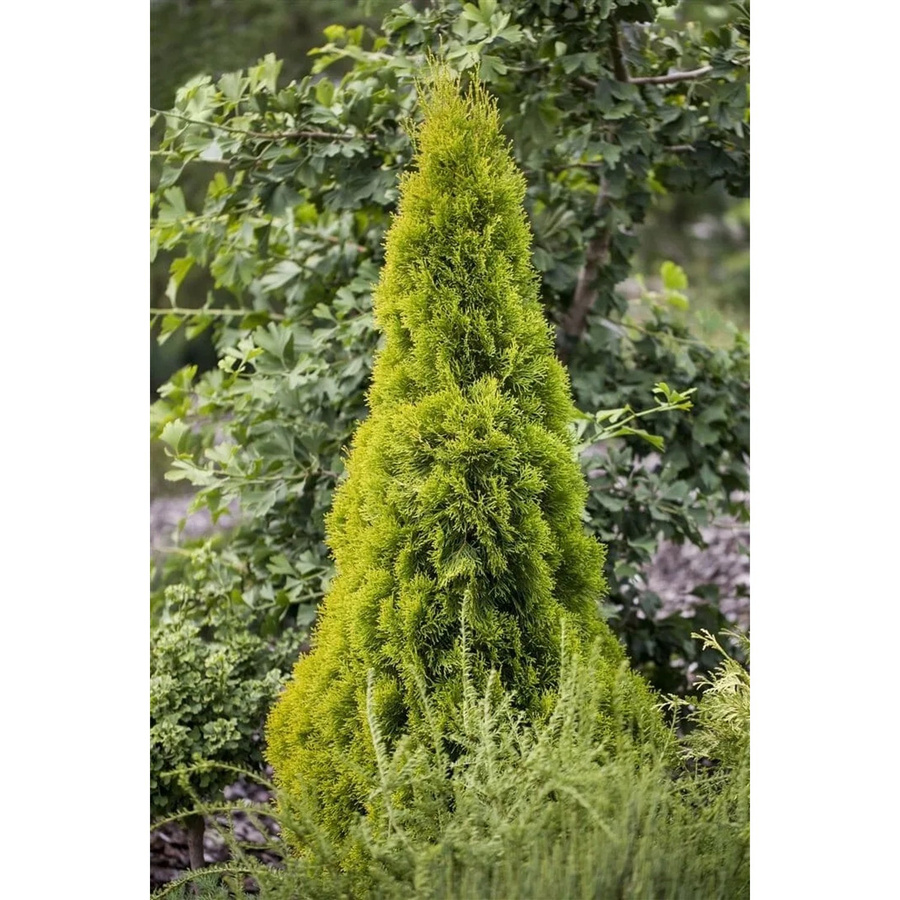 Thuja occidentalis Golden Smaragd Pflanze von Pflanzen für dich, Höhe: 60-80 cm - Bild 2