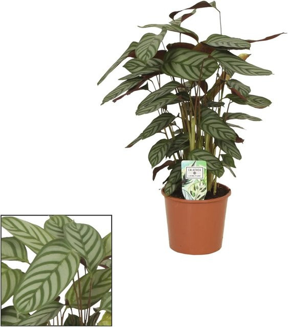 GROW by OBI Korbmarante Compactstar Calathea Zimmerpflanze, grün, Höhe: 70 - 85 cm, Topf-Ø: 19 cm - Bild 1