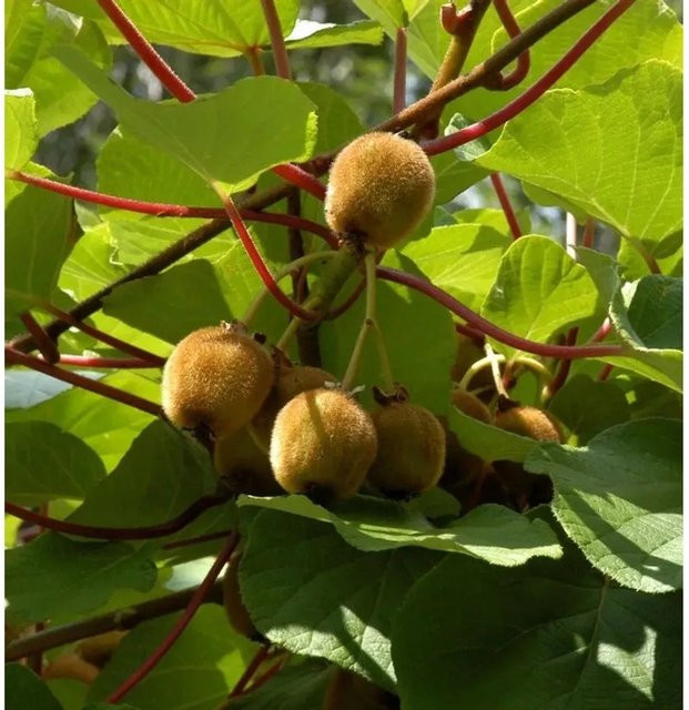 Selbstfruchtende Kiwi Boskoop Actinidia chinensis Kletterpflanze Nr-01.de Höhe: 60-80 cm - Bild 1