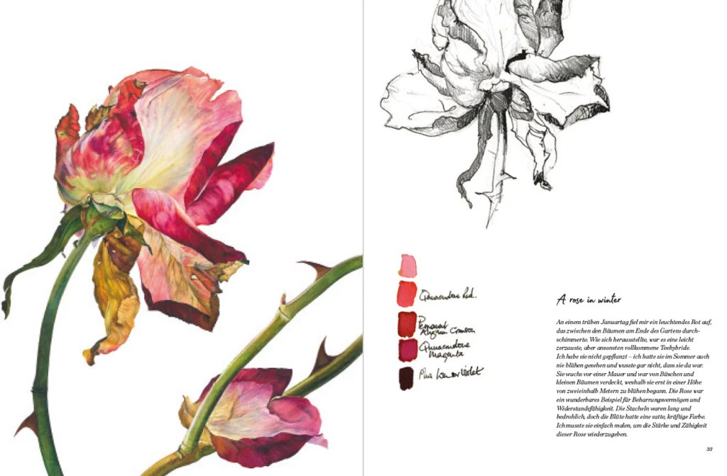 Rosen von Rosie Sanders, Sachbuch - Bild 2