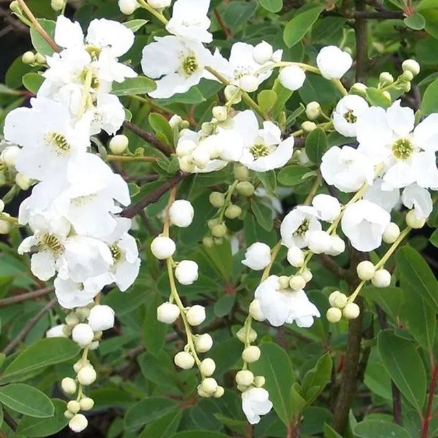 Arborix Prunkspiere The Bride Exochorda mit weißen Blüten im Container, Höhe: 50 bis 60 cm - Bild 1