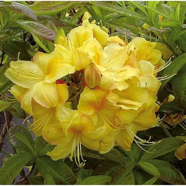 Azalee Golden Sunset Rhododendron luteum Alpenrose in Gelb, Höhe: 30-40 cm - Bild 1