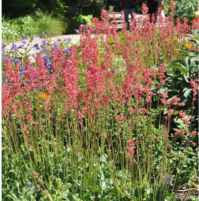 Heuchera brizoides Purpurglöckchen Feuerregen Bodendecker in Grün und Pink von Nr-01.de - Bild 1