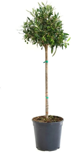 GROW by OBI Olivenbaum Ministamm Olea europaea im Topf - Bild 1