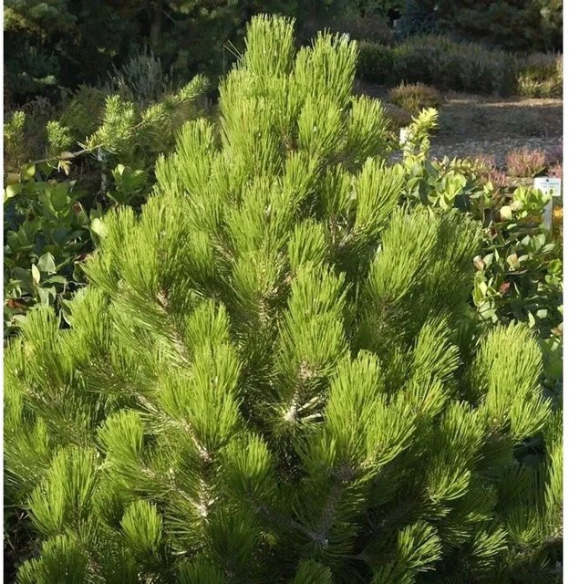 Pinus heldreichii Compact Gem Zwerg Panzerkiefer Grün 80-100 cm - Bild 1