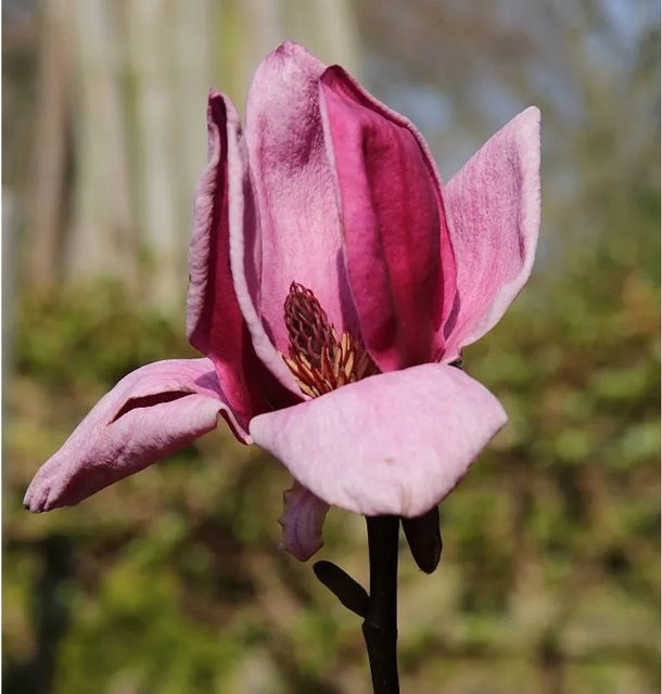 Magnolia Genie Hochstamm Zierbaum in Pink, Höhe: 80-100 cm - Bild 1
