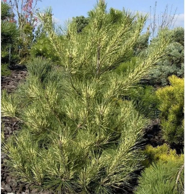 Japanische Rotkiefer Oculus Draconis Pinus densiflora von Nr-01.de, 70-80 cm, grün - Bild 1