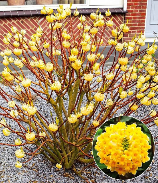 Edgeworthia Grandiflora Winterblüher - Bild 1