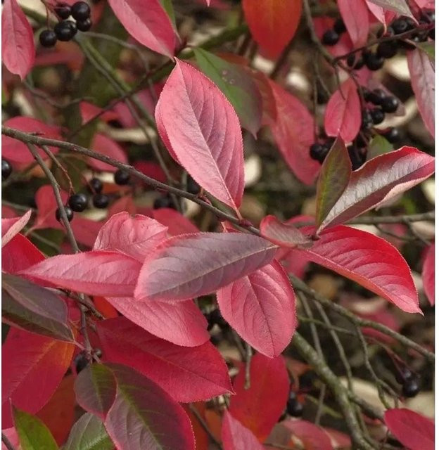 Aronia melanocarpa Apfelbeere Autumn Magic Beerenstrauch von Nr-01.de - Bild 1