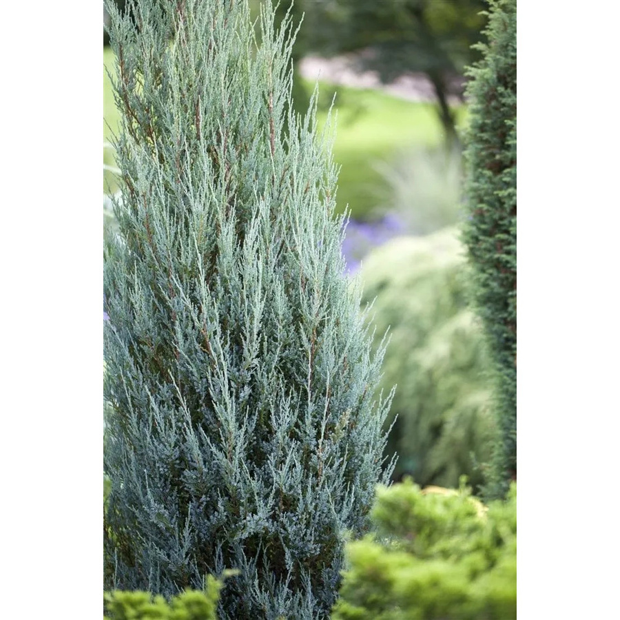 Juniperus Scopulorum Blue Arrow Säulenwacholder Blaugrün Pflanzen für dich Höhe: 100–125 cm - Bild 2