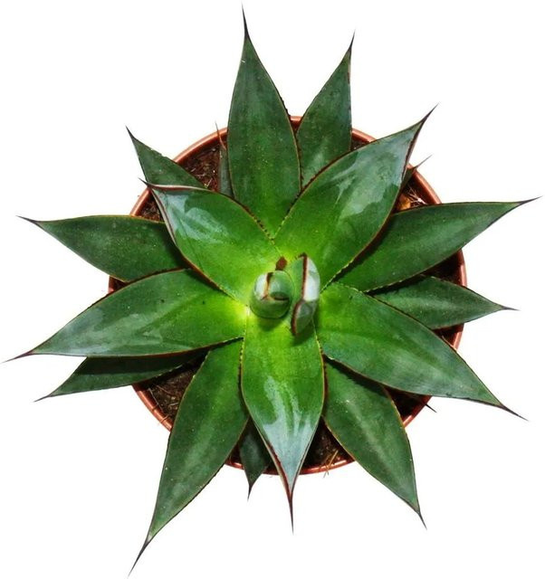 Exotenherz Agave Shaka Zulu Sukkulente als grüne Zimmerpflanze im 15 cm Topf - Bild 1
