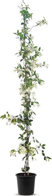 Sunny-Tree Toskanischer Jasmin Trachelospermum Jasminoides als winterharte Kletterpflanze in Weiß und Grün, Höhe: 160 cm - Bild 1