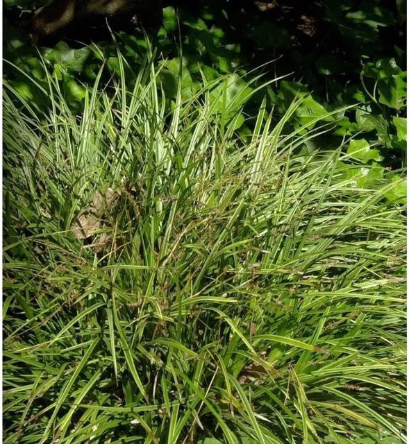 Carex morrowii Weiß gestreifte Segge als Topfpflanze in Weiß und Grün - Bild 1