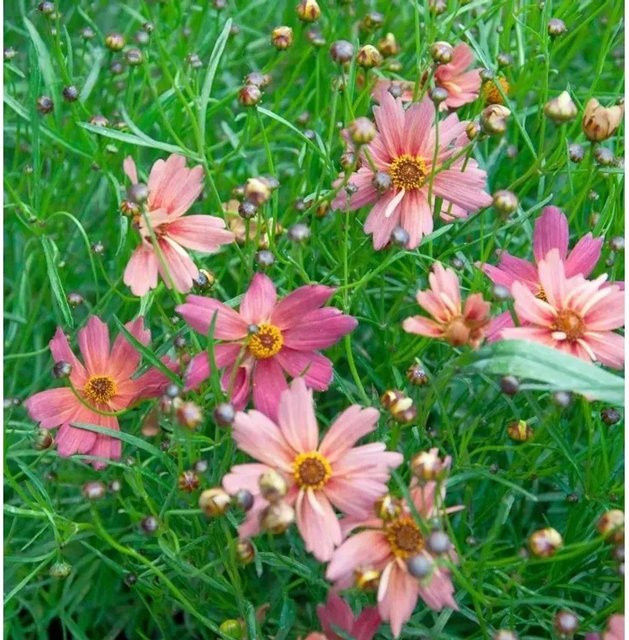 Coreopsis auriculata Mädchenauge Limerock Passion pink - Mehrjährige Beetpflanze - Bild 1