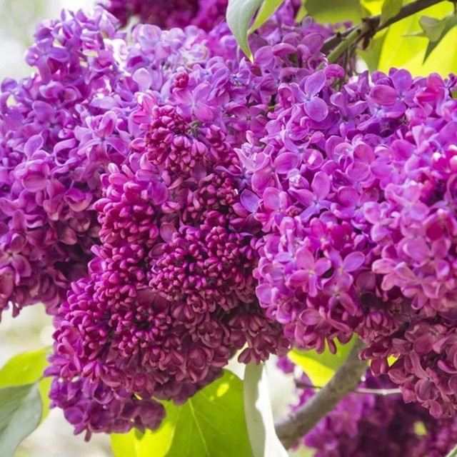 Arborix Edelflieder Charles Joly Syringa vulgaris in Pink, Lila und Weiß, Duftender Zierstrauch im Container, Höhe: 40 bis 60 cm - Bild 1