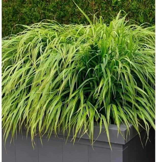 Japanisches Berggras Hakonechloa macra Nicolas in grünem Topf - Bild 1