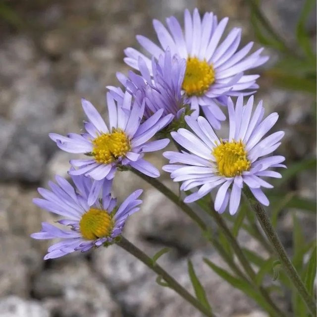 Alpenaster Aster alpinus lila Staude für den Steingarten - Bild 1