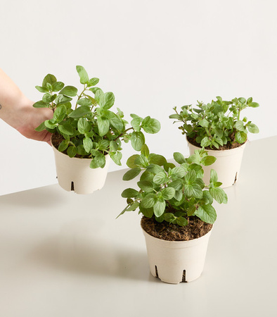 BIO Limonen-Minze Mentha von BLUME2000, 3 Stück