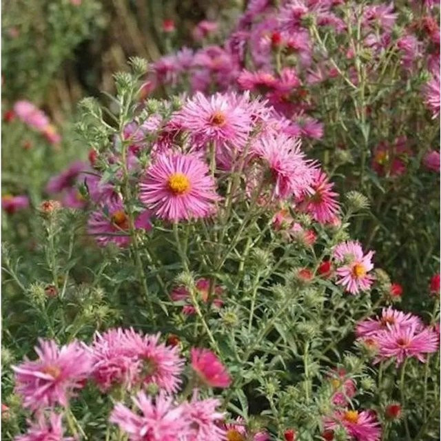 Rauhblattaster Rudelsburg Aster novae angliae mehrjährige Gartenpflanze - Bild 1