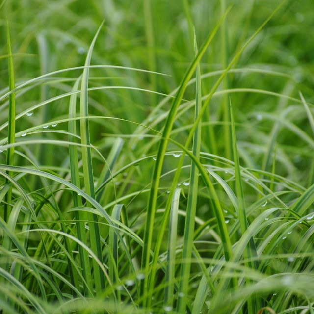 Acorus Kalmus, grüne Wasserpflanze für deinen Garten - Bild 1