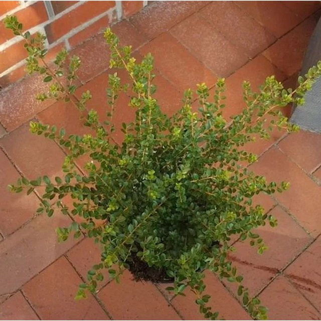 Ilex crenata Shogun Berg-Ilex von Nr-01.de, grün, für Formschnitt und Bonsaigestaltung - Bild 1