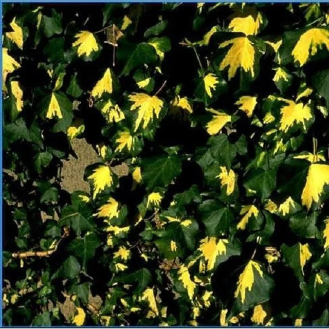 Arborix Efeu Goldheart Hedera helix als immergrüne Kletterpflanze im Container, gelb-grün, Höhe: 50 bis 60 cm - Bild 1