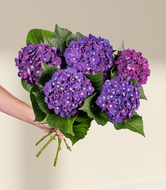 Blume2000 Hortensien Bunch purple green 5 Stiele - Bild 1