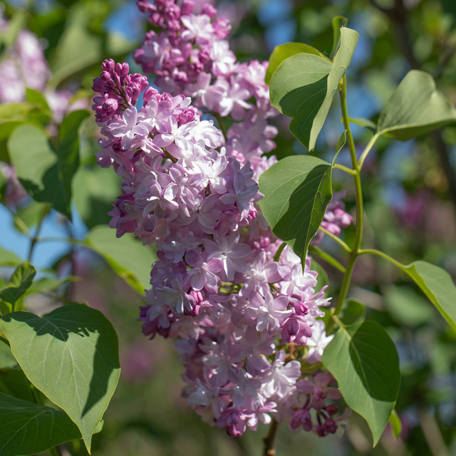 Edelflieder Michel Buchner Syringa in Violett als Heckenpflanze und Zierstrauch - Bild 1