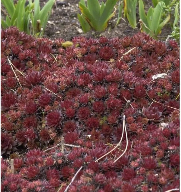 Dachwurz Noir Sempervivum cultorum in Schwarz von Nr-01.de - Bild 1