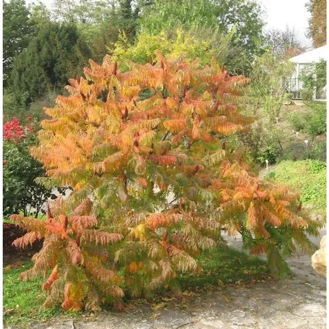 Rhus typhina Farnwedel Essigbaum Strauch für den Garten, Höhe: 60-80 cm - Bild 1