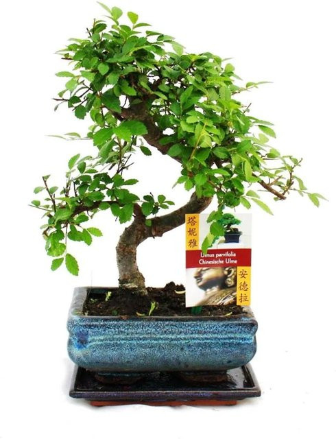 Exotenherz Bonsai Chinesische Ulme Ulmus Parviflora im Keramiktopf, ca. 6 Jahre alt, Grün - Bild 1