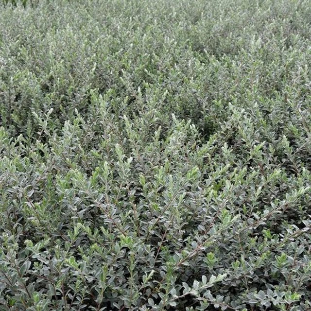 Arborix Sand-Kriechweide Salix repens nitida mit gelben Kätzchen, Höhe: 50 bis 60 cm - Bild 1