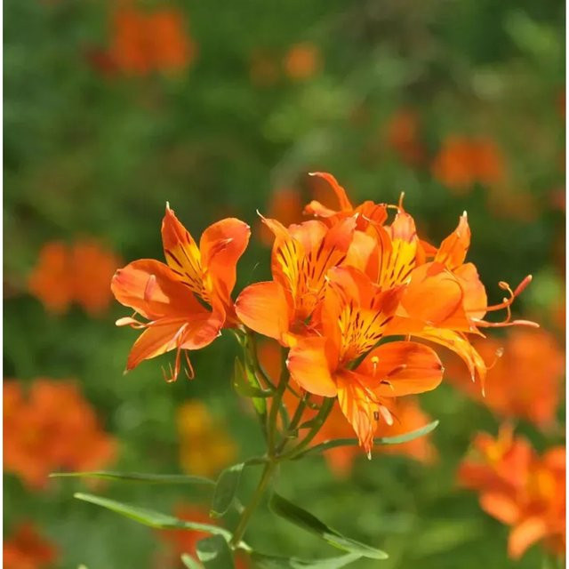 Inkalilie Alstroemeria Indian Summer in Orange und Gelb als mehrjährige Gartenpflanze - Bild 1