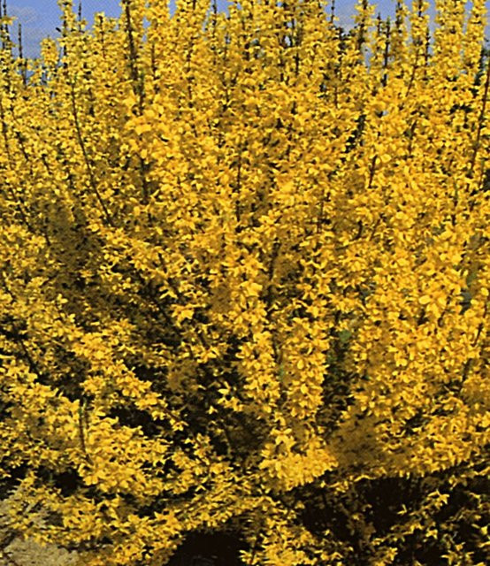 Forsythie Pflanze - Bild 1