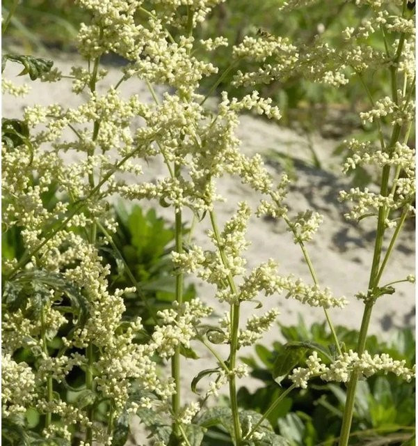 Chinabeifuss Weiße Dame Artemisia lactiflora als winterharte Staude im Topf - Bild 1