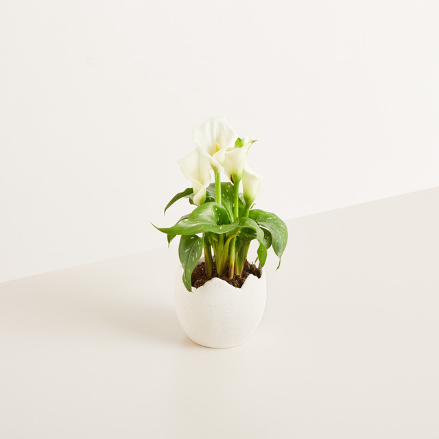 Keramik Übertopf Ei in Sand/Beige von BLUME2000 für deine Osterdeko, Höhe: 10,5 cm - Bild 1