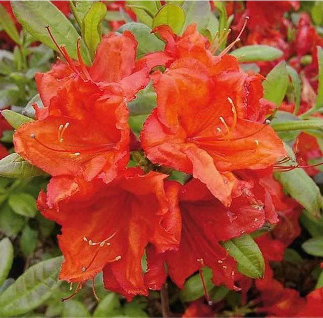 Azalee Feuerwerk Rhododendron Alpenrose als Zierstrauch für den Garten, Höhe: 50-60 cm - Bild 1