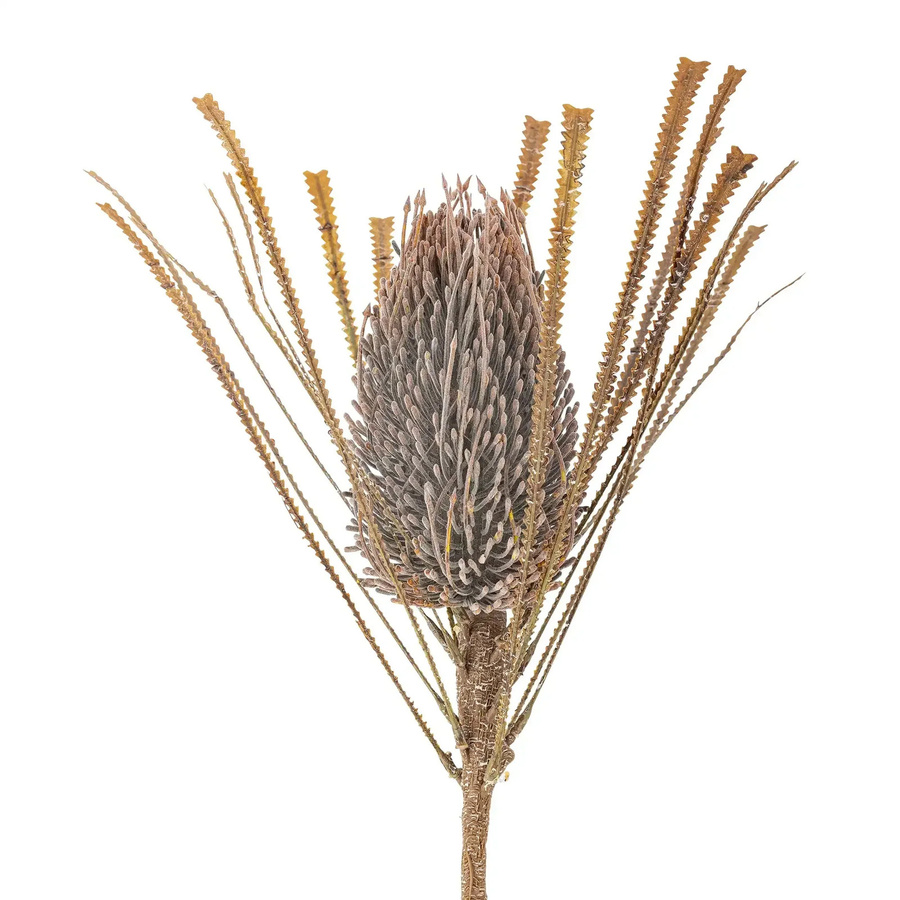 Bloomingville Palmflower Tischdekoration braun skandinavisch B: 21,0 cm, H: 72,0 cm, T: 1,0 cm - Bild 1
