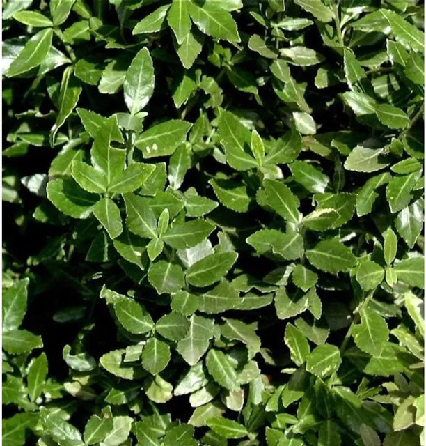 10er Set Kriechspindel Euonymus fortunei radicans als grüner Bodendecker, Höhe: 15-20 cm - Bild 1