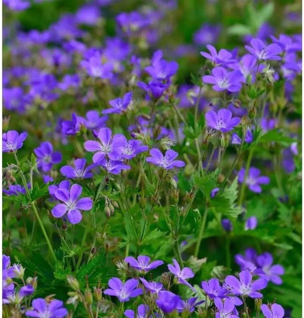 Geranium sylvaticum Waldstorchschnabel Mayflower lila Stauden für Beet und Naturgärten - Bild 1