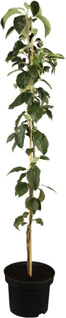 GROW by OBI Bio Säulenapfel Gelb-Rot Malus domestica im Topf, Höhe: 40 - 60 cm - Bild 1
