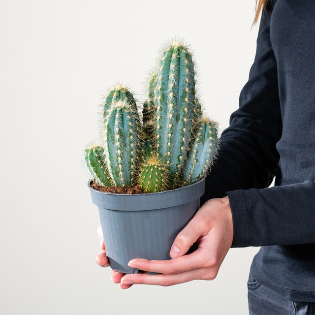 Blauer Säulenkaktus Pilosocereus von BLUME2000 in Blau und Grün - Bild 1